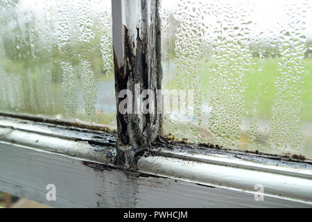 A Rotten Sash Window Frame Caused by Condensation and a Lack of Maintenance in a Rented Property, UK Stock Photo