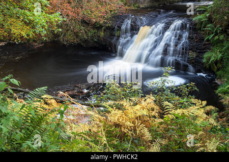 Blackling Hole and Spurlswood Beck in Autumn, Hamsterley Forest, County Durham, UK Stock Photo