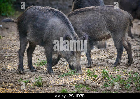 One and two year old ferald pigs rooting in the forest Stock Photo