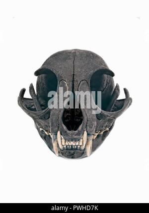 Cat skull grin isolated on a white background. Stock Photo