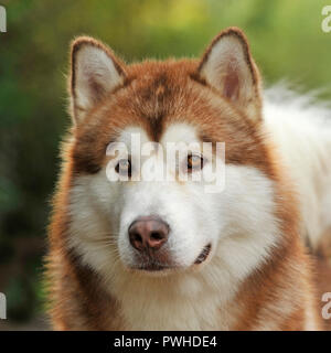 alaskan malamute Stock Photo