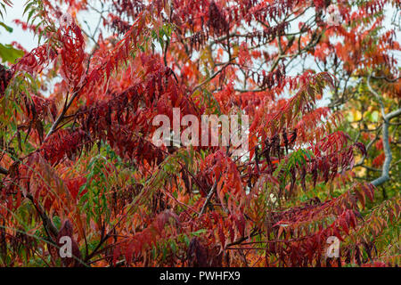 The autumn leaves of a cut-leaved stag's horn sumach (Rhus typhina 'Dissecta') Stock Photo