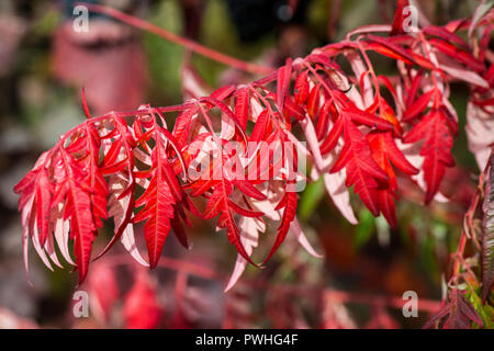 The autumn leaves of a cut-leaved stag's horn sumach (Rhus typhina 'Dissecta') Stock Photo