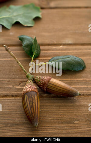 Beautiful California live oak (Quercus agrifolia) acorns on wooden table viewed from the top Stock Photo