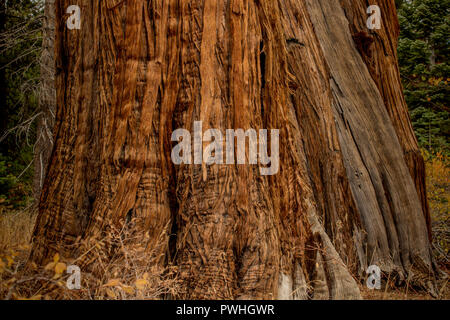 The bark of a pine tree, Pinus sp, near the base, top view- texture or background Stock Photo