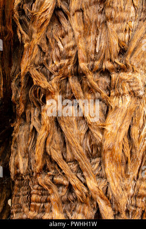 The bark of a pine tree, Pinus sp, top view- texture or background Stock Photo