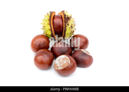 Freshly gathered chestnuts  / conkers on a white background Stock Photo