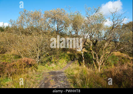 Footpath on Meenameen lake in Lough Navar Forest in Co. Fermanagh, Northen Ireland Stock Photo