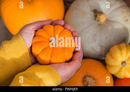 A pair of humna hands holding a tiny pumpkin called a munchkin over a selection of different winter squash and gourds Stock Photo