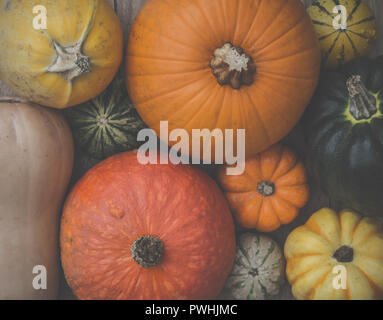 Looking down from above onto a variety of different types of pumpkins, Winter Squash and Gourds in a full frame food background image with copy space Stock Photo