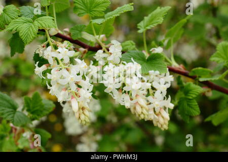 Ribes sanguineum White Icicle in flower in an English garden, spring, UK Stock Photo