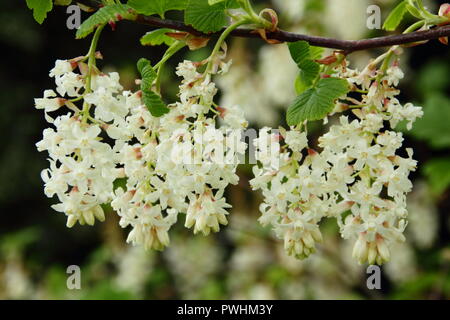 Ribes sanguineum White Icicle in flower in an English garden, spring, UK Stock Photo