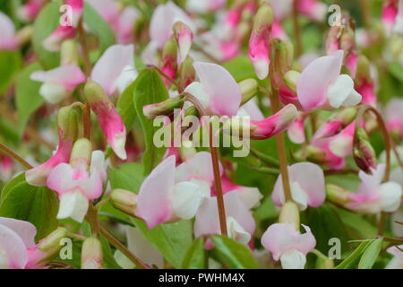 Lathyrus vernus 'Alboroseus'. Annual Spring Vetchling or spring pea in flower in spring, UK Stock Photo