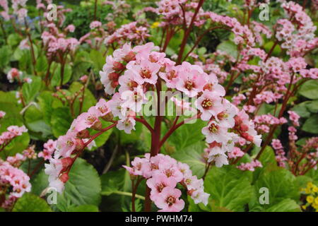 Bergenia 'Wintermarchen'. Elephants ears plant 'Wintermarchen' in flower in spring, UK Stock Photo