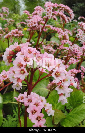 Bergenia 'Wintermarchen'. Elephants ears plant 'Wintermarchen' in flower in spring, UK Stock Photo