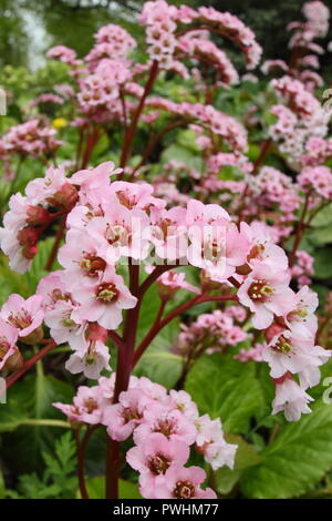 Bergenia 'Wintermarchen'. Elephants ears plant 'Wintermarchen' in flower in spring, UK Stock Photo