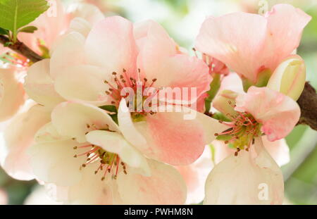 Chaenomeles speciosa 'Moerloosei'. Japanese quince blossom in flower Stock Photo