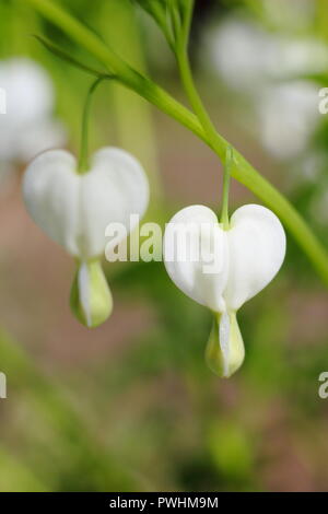 Dicentra Spectabilis Alba,also called Lamprocapnos spectabilis 'Alba'. flowers in full bloom in May, UK Stock Photo
