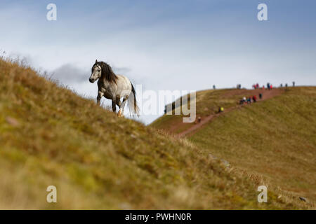 Pictured: A pony is climbing with the summit of Pen Y Fan in the background.  Sunday 07 October 2018 Re: Hill walkers make the most of the weather in  Stock Photo