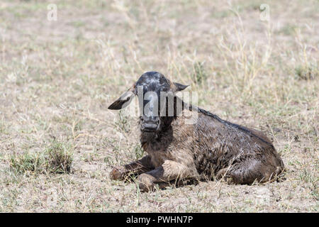 Blue Wildebeest (Connochaetes taurinus) new born baby calf, still wet  lying down on savanna, looking at camera, Ngorongoro conservation area, Tanzani Stock Photo