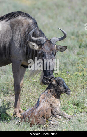 Cute calf lying on the grass in Betulia, Sucre, Colombia Stock Photo ...