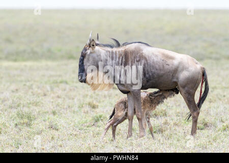 Blue Wildebeest (Connochaetes taurinus) mother feeding newborn calf, Ngorongoro crater national park, Tanzania. Stock Photo