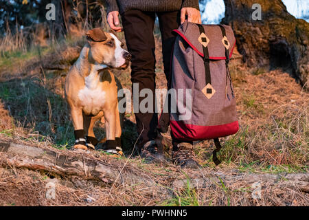 dog side shoes