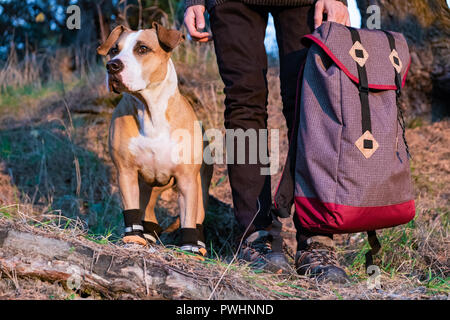 dog side shoes