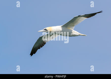 Northern gannet seabird (Morus bassanus) isolated in midair flight. Gannet flying free flying high in blue sky. Freedom concept. Pembrokeshire, UK Stock Photo
