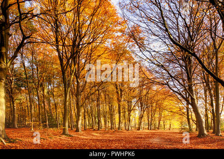 Beautiful woodland in autum fall colors. English forest with orange and falling leaves. Path through ancient forest wood in England Stock Photo