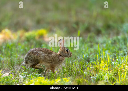 Side view of a running Eastern Cottontail Rabbit (Sylvilagus floridanus). Stock Photo