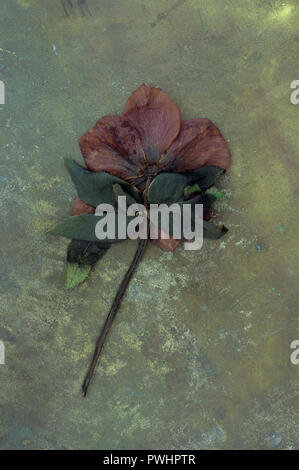 Dark pink flower of Lenten rose or Helleborus orientalis lying wilted on tarnished brass Stock Photo