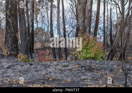 Forest is regrowing after the fire devastation. Photographed in Israel Near the Gaza border Stock Photo