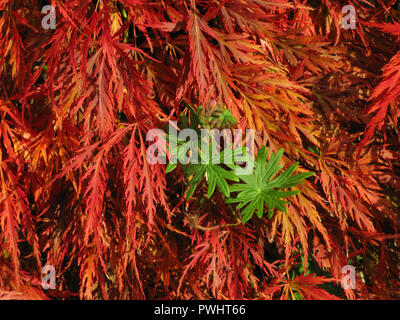 Bright red autumn leaves of Japenese Maple shrub with green compound leaves of geranium showing through. Stock Photo