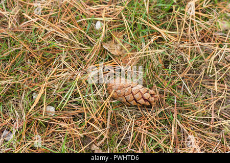 Scots pine cone on the ground in autumn, Dorset, UK Stock Photo