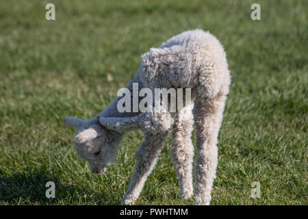 An awkward newborn alpaca tries to scratch its ear as it basks in the afternoon sun. Stock Photo