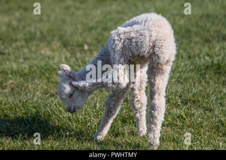 An awkward newborn alpaca tries to scratch its ear as it basks in the afternoon sun. Stock Photo