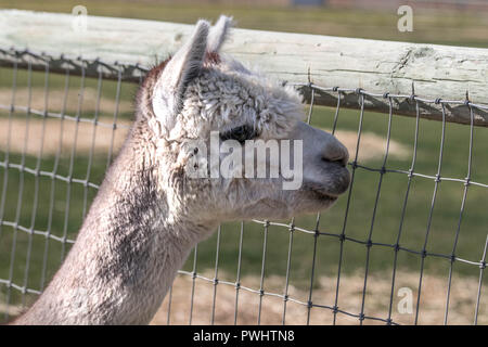 A curious alpaca inspects visitors at a ranch in the high desert of central Oregon Stock Photo