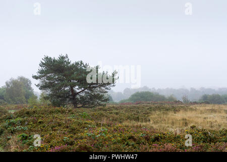 Foggy morning on heathland, Turbary Common in Dorset, with a Pinus sylvestris, Scots pine tree, UK. 16 October 2018 Stock Photo