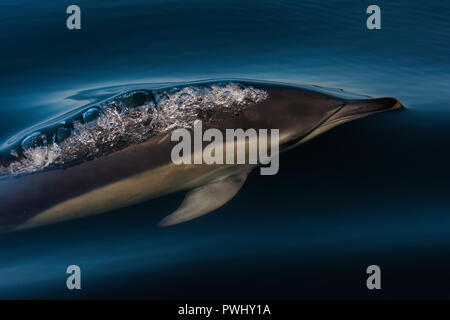A Common Dolphin exhales as it breaks the glassy surface of the sea close up