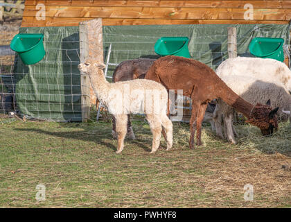Alpacas feeding on a farm in Scotland Stock Photo