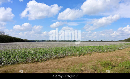 Large cotton field on a farm in Alabama, Georgia or Mississippi ready for harvest, in the USA. Stock Photo