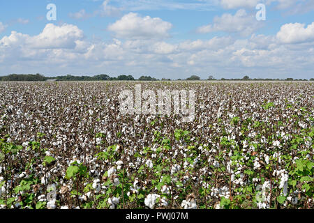 Large cotton field on a farm in Alabama, Georgia or Mississippi ready for harvest, in the USA. Stock Photo
