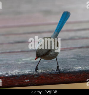 Blue Fairy Wren WA Stock Photo