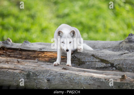 arctic fox in summer Stock Photo