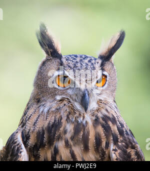 Eurasian eagle-owl portrait Stock Photo