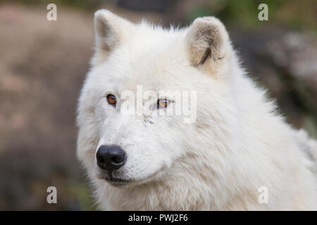 arctic wolf portrait Stock Photo