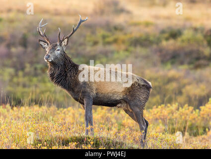 Red deer stag (Cervus elaphus scoticus) standing majestically in   Ardnamurchan in the Highlands of Scotland. Facing left.  Horizontal Stock Photo