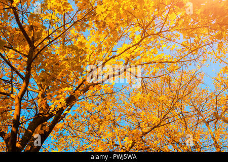 Autumn trees - orange autumn trees tops against blue sky. Autumn natur view of autumn trees in sunny day