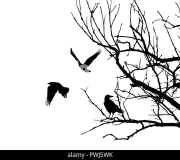 Realistic illustration with silhouettes of three birds - crows or ravens sitting on tree branch without leaves and flying, isolated on white backgroun Stock Vector